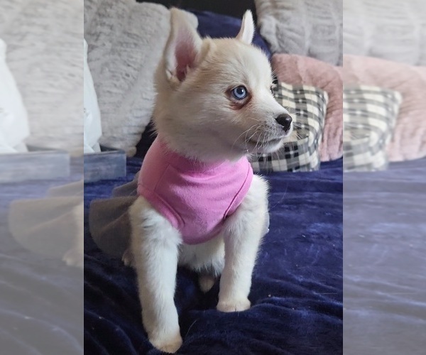Medium Photo #148 Pomsky Puppy For Sale in LOVELAND, CO, USA