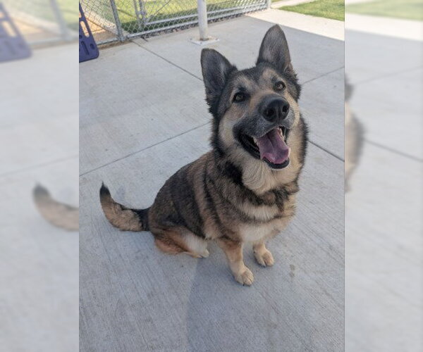 Medium Photo #2 German Shepherd Dog Puppy For Sale in Redlands, CA, USA
