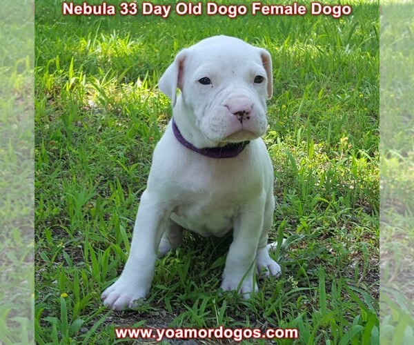 Medium Photo #63 Dogo Argentino Puppy For Sale in JANE, MO, USA