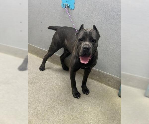 Medium Photo #1 Mutt Puppy For Sale in Las Vegas, NV, USA