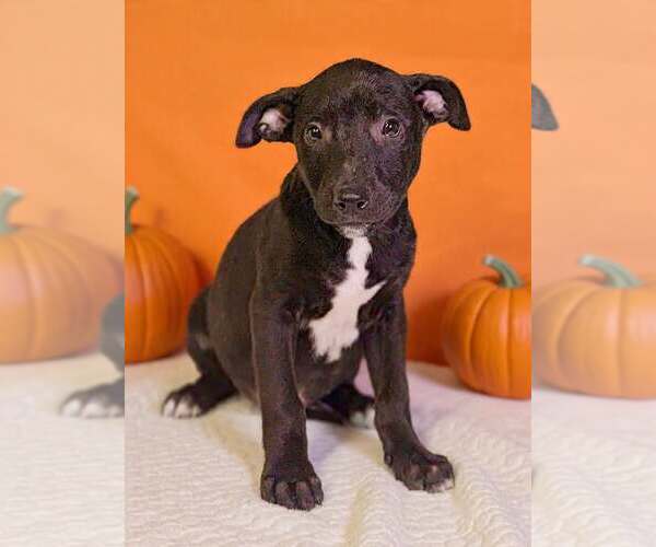 Medium Photo #3 American Pit Bull Terrier-Unknown Mix Puppy For Sale in Talladega, AL, USA