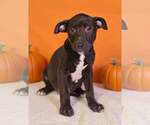 Small Photo #3 American Pit Bull Terrier-Unknown Mix Puppy For Sale in Talladega, AL, USA
