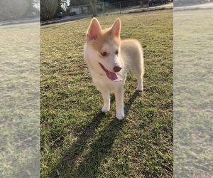 Pomsky Puppy for sale in HICKORY, NC, USA