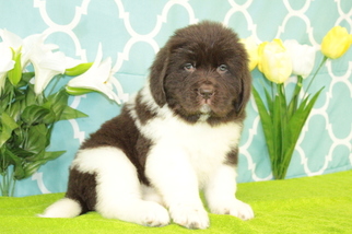 Newfoundland Puppy for sale in KENSINGTON, OH, USA