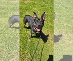 Small #3 American Staffordshire Terrier Mix
