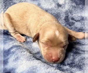 Medium Cavapoo (Miniature)