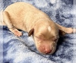 Puppy 8 Cavapoo (Miniature)