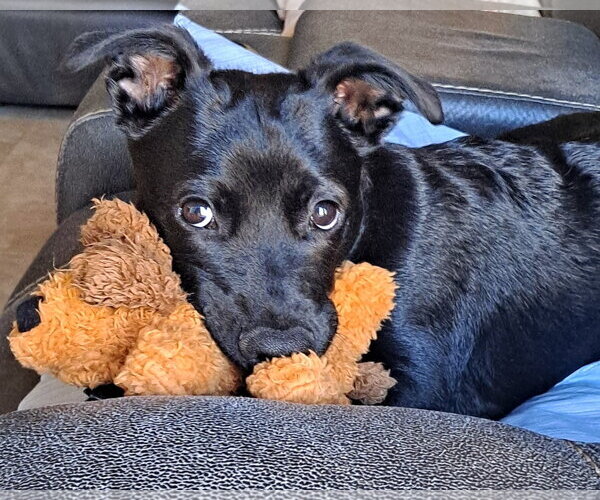 Medium Photo #5 Mutt Puppy For Sale in Corona, CA, USA