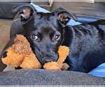 Small #4 Mutt