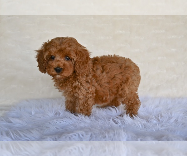Medium Photo #5 Cock-A-Poo Puppy For Sale in MILLERSBURG, OH, USA