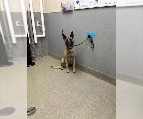 Medium Photo #1 German Shepherd Dog-Unknown Mix Puppy For Sale in Las Vegas, NV, USA