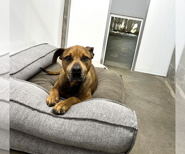 Medium Photo #3 Bullmastiff-German Shepherd Dog Mix Puppy For Sale in Lexington, SC, USA