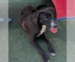 Small #3 Collie-Labrador Retriever Mix