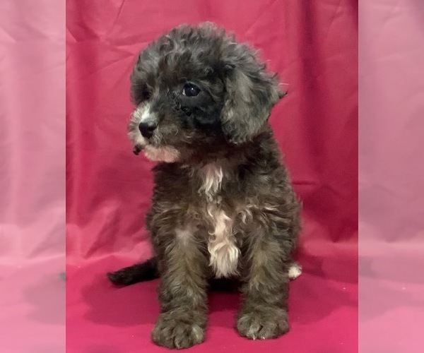 Medium Photo #3 Cavapoo-Goldendoodle Mix Puppy For Sale in KALAMAZOO, MI, USA