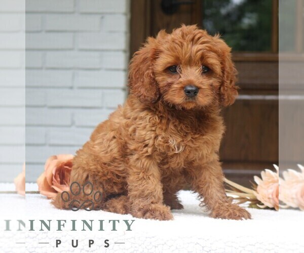 Medium Photo #4 Cavapoo Puppy For Sale in NARVON, PA, USA