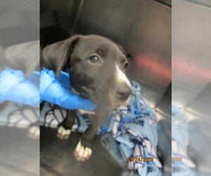 Mutt Dogs for adoption in Oklahoma City, OK, USA