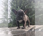 Small Photo #6 French Bulldog Puppy For Sale in SPENCER, TN, USA