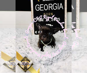 French Bulldog Puppy for sale in ATHENS, GA, USA