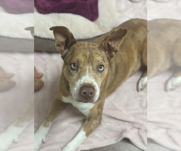 Medium Photo #3 American Pit Bull Terrier Puppy For Sale in Salinas, CA, USA