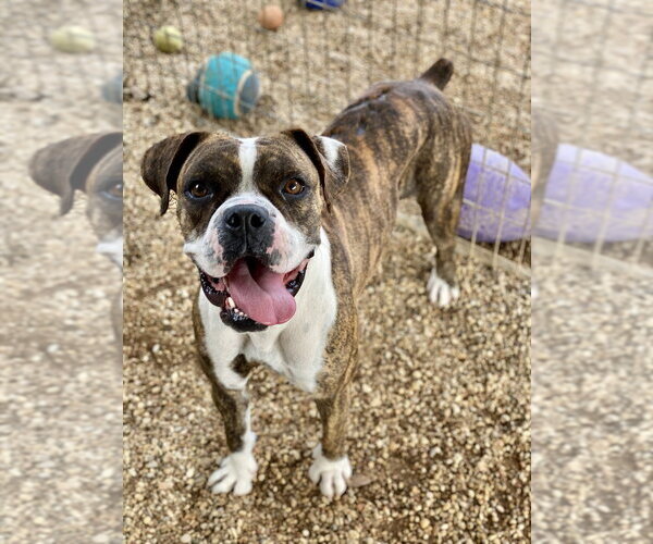 Medium Photo #3 Boxer Puppy For Sale in Austin, TX, USA