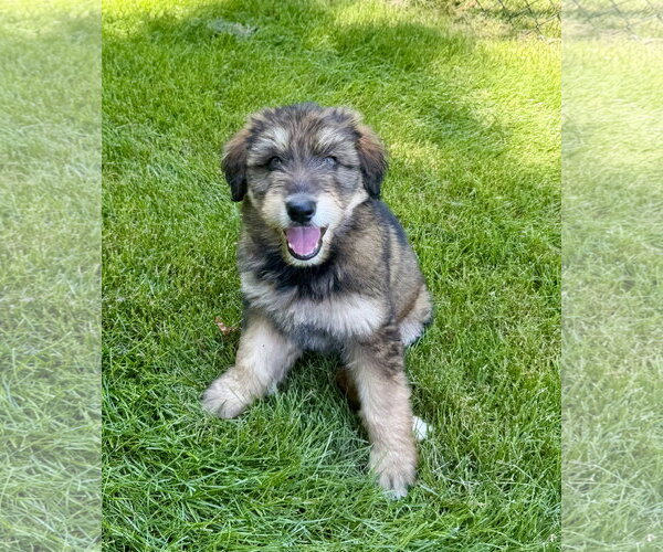 Medium Photo #2 Australian Shepherd-Unknown Mix Puppy For Sale in Plainfield, IL, USA
