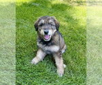 Small #1 Australian Shepherd Mix