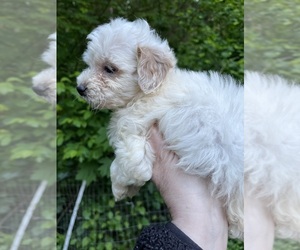 Maltipoo (Toy) Puppy for sale in VENETA, OR, USA