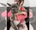 Small French Bulldog