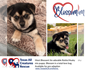Huskies -Rottweiler Mix Dogs for adoption in Lillian, TX, USA