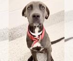 Small #1 Labrador Retriever Mix