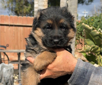 Puppy Luna German Shepherd Dog