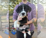 Small Photo #4 Border Collie-Unknown Mix Puppy For Sale in OKLAHOMA CITY, OK, USA