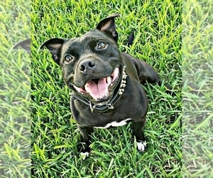 Father of the Staffordshire Bull Terrier puppies born on 01/16/2025