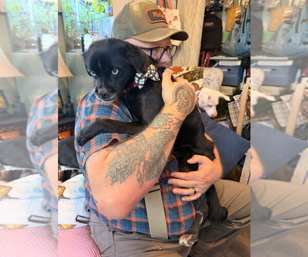 Medium Photo #7 Mutt Puppy For Sale in Vail, AZ, USA