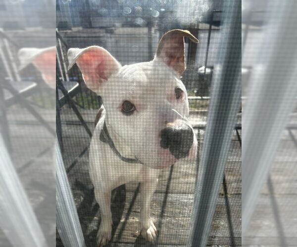 Medium Photo #1 Mutt Puppy For Sale in COLUMBIA, MD, USA