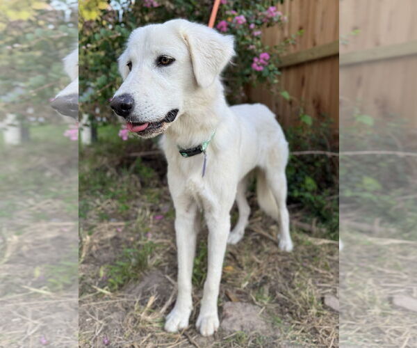 Medium Photo #6 Great Pyrenees Puppy For Sale in Spring, TX, USA