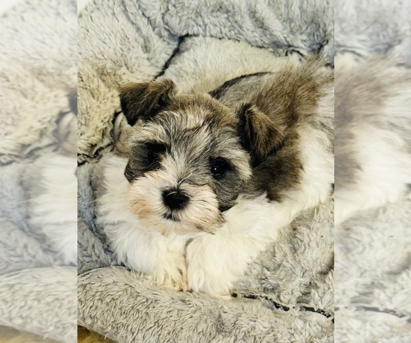 Medium Photo #3 Schnauzer (Miniature) Puppy For Sale in KISSIMMEE, FL, USA