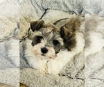 Small #2 Schnauzer (Miniature)