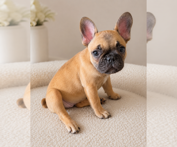 Medium Photo #2 French Bulldog Puppy For Sale in ORLANDO, FL, USA