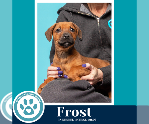 Medium Photo #3 Labrador Retriever-Unknown Mix Puppy For Sale in Kimberton, PA, USA