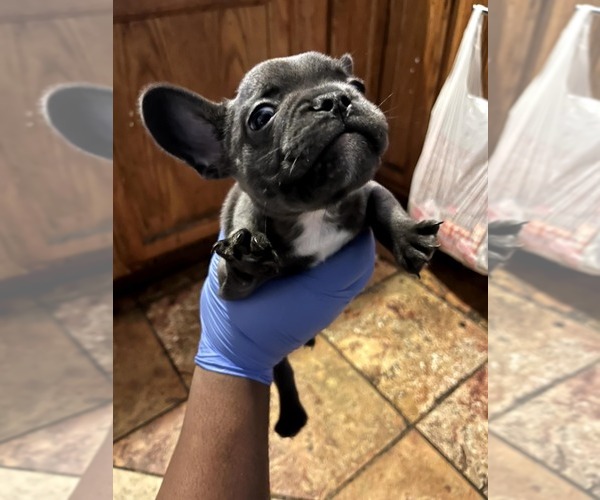 Medium Photo #1 French Bulldog Puppy For Sale in SAINT LOUIS, MO, USA
