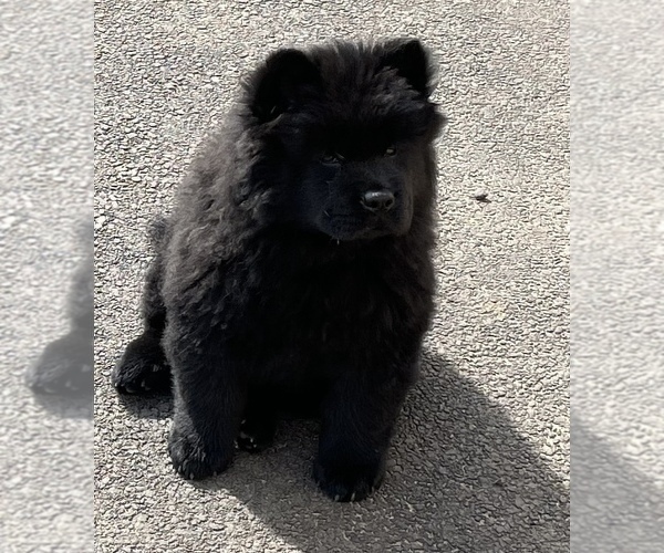 Medium Photo #3 Chow Chow Puppy For Sale in ELGIN, IL, USA