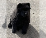 Small Photo #3 Chow Chow Puppy For Sale in ELGIN, IL, USA