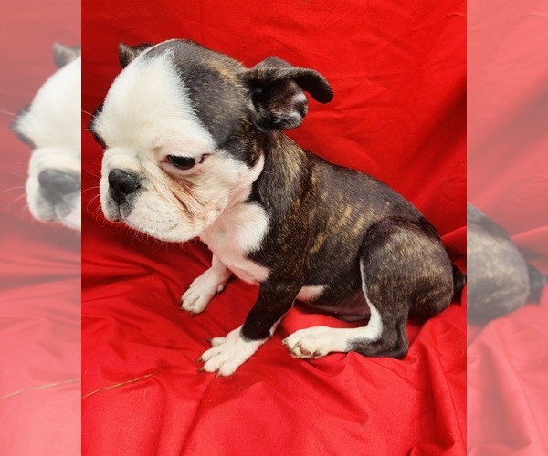 Medium Photo #8 Faux Frenchbo Bulldog Puppy For Sale in WATERVLIET, NY, USA