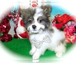 Small Photo #3 Shiranian Puppy For Sale in HAMMOND, IN, USA