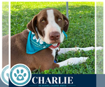 Small #5 Labrador Retriever Mix