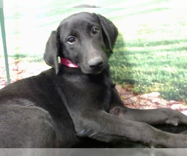 Medium Photo #1 Labrador Retriever-Unknown Mix Puppy For Sale in Moreno Valley, CA, USA