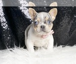 Small #2 French Bulldog