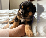 Litter of 10 - Male(s) and Female(s) Bernedoodle-German Shepherd Dog MixLitter of Puppies for Sale - Photo #9