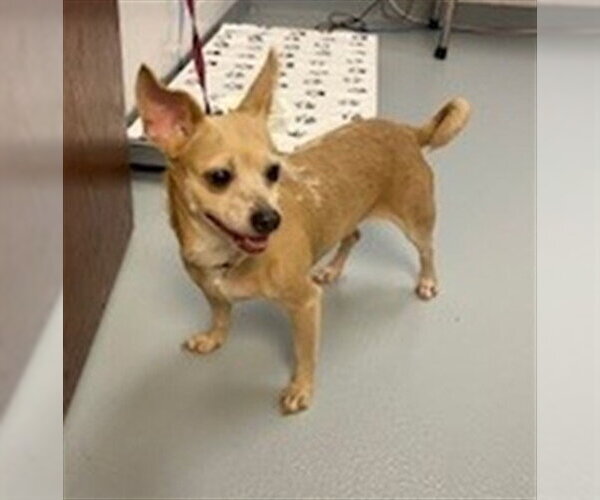 Medium Photo #1 Chihuahua Puppy For Sale in St. Cloud, FL, USA